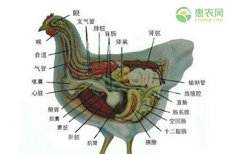 雞垂意思